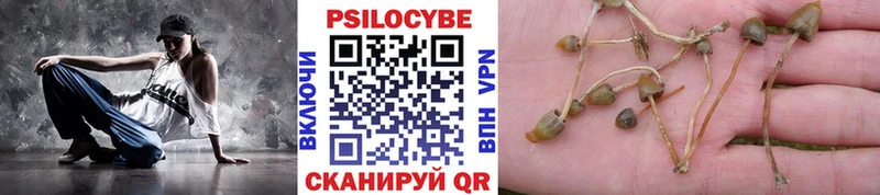 где купить   Санкт-Петербург  Псилоцибиновые грибы Psilocybe 